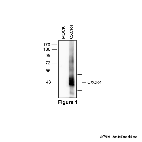 CXCR4 (non-phospho), CXC Chemokine Receptor 4 Antibody