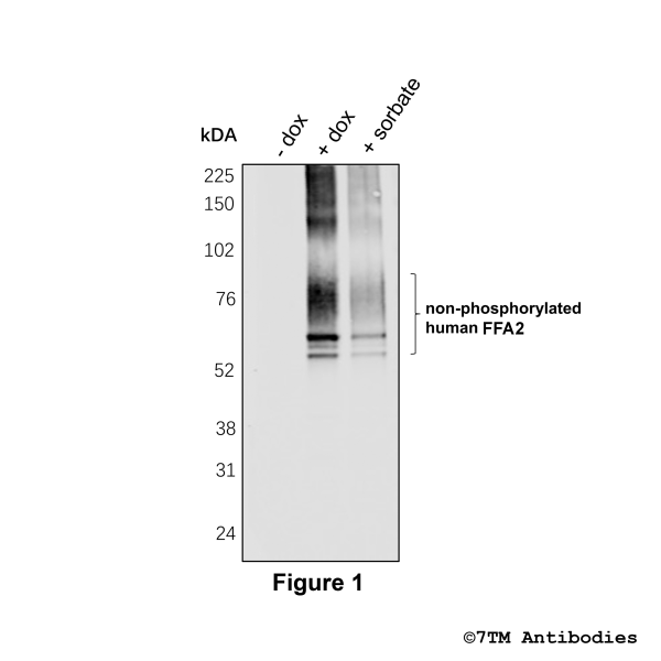 Validation of the FFA2 in transfected HEK293 cells