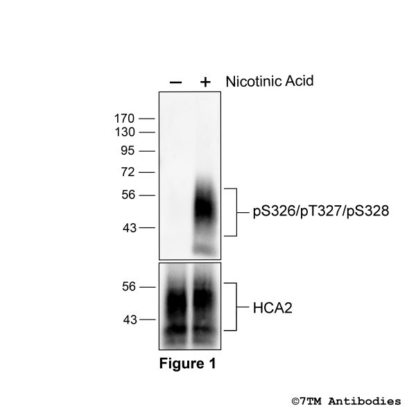 Agonist-induced Serine326/Threonine327/Serine328 phosphorylation of the Hydroxycarboxylic Acid Receptor 2