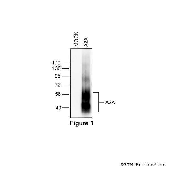A2A (GP-non-phospho) Adenosine 2A Receptor Antibody, Guinea Pig