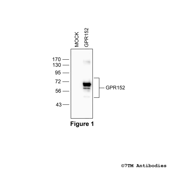 GPR152 (non-phospho), G protein-coupled Receptor 152 Antibody