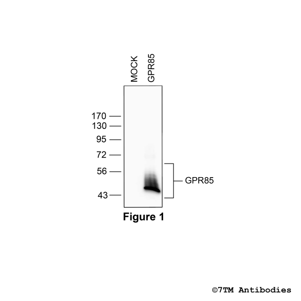 GPR85 (non-phospho), G protein-coupled Receptor 85 Antibody