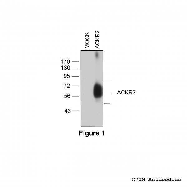 Validation of the Atypical Chemokine Receptor 2 in transfected HEK293 cells.