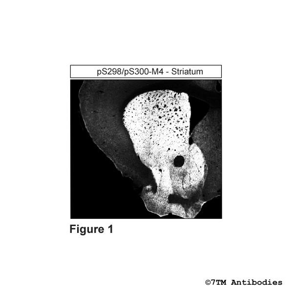 pS298/pS300-M4 (IHC-grade phospho-M4 Muscarinic Acetylcholine Receptor Antibody)