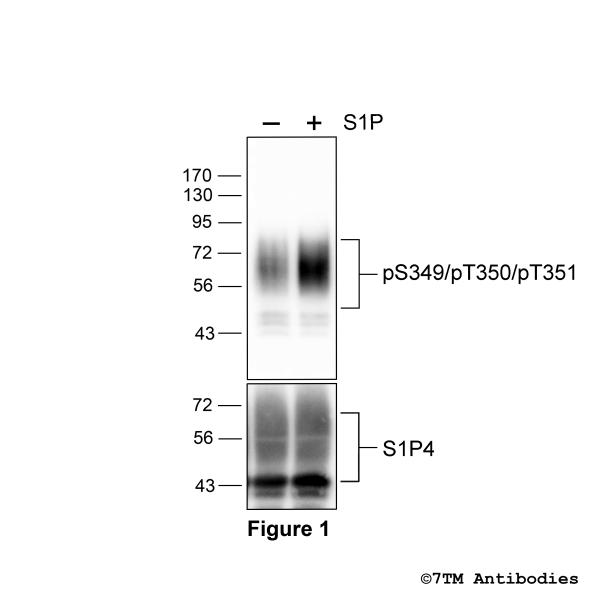 Agonist-induced Serine349/Threonine350/Threonine351 phosphorylation of the Sphingosine 1-Phosphate Receptor 4