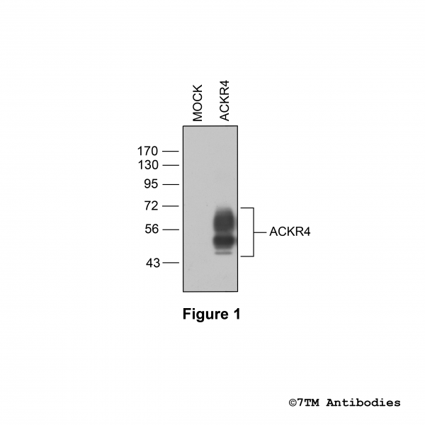 Validation of Atypical Chemokine Receptor 4 in transfected HEK293 cells