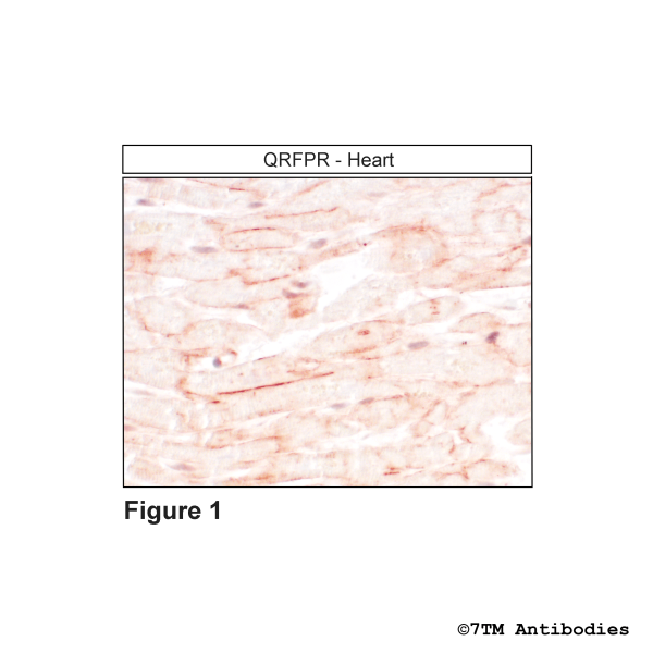 Immunohistochemical identification of QRFP Receptor in heart