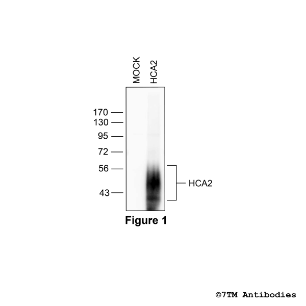HCA2 (non-phospho) Hydroxycarboxylic Acid Receptor 2 Antibody