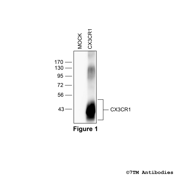 CX3CR1 (non-phospho), CX3C Chemokine Receptor 1 Antibody