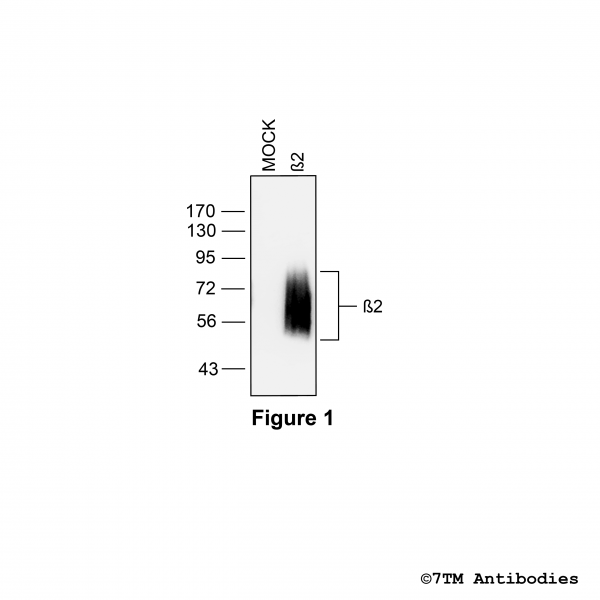 Validation of the β2-Adrenoceptor in transfected HEK293 cells