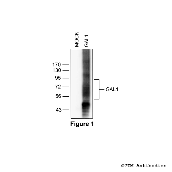 Validation of the Galanin Receptor 1 in transfected HEK293 cells.