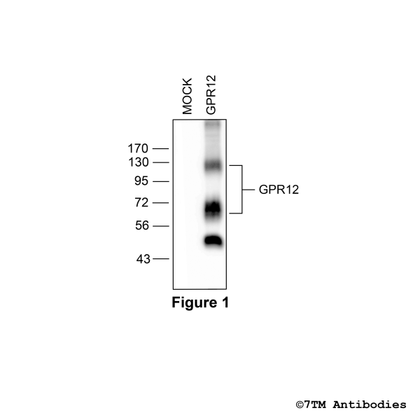Validation of the GPR12 Receptor in transfected HEK293 cells