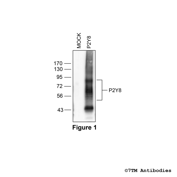 Validation of the P2RY Purinoceptor 8 in transfected HEK293 cells