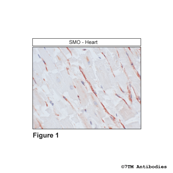 SMO (GP-IHC-grade), Smoothened Receptor Antibody, Guinea Pig