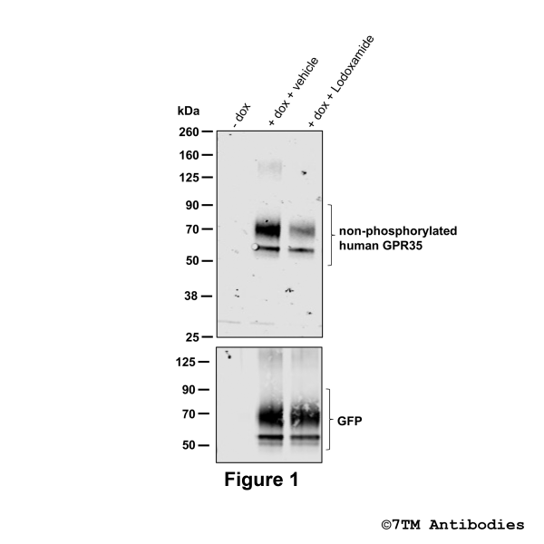  Detection of non-phosphorylated human GPR35 Receptor