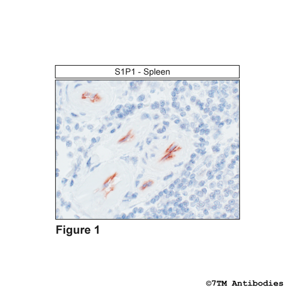 S1P1 (IHC-grade), Sphingosine 1-Phosphate Receptor 1 Antibody