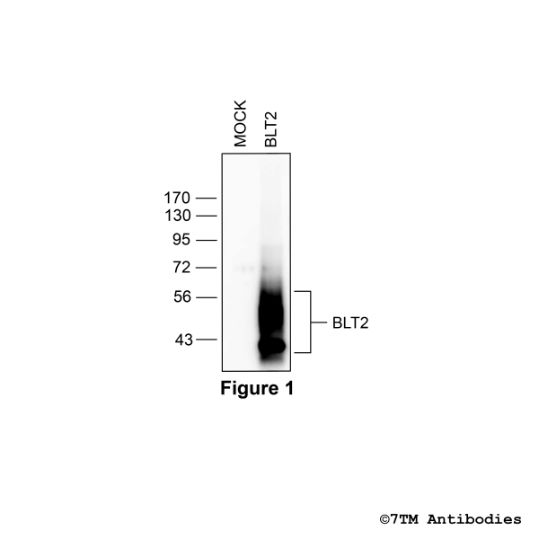 BLT2 (non-phospho), Leukotriene Receptor BLT2 Antibody