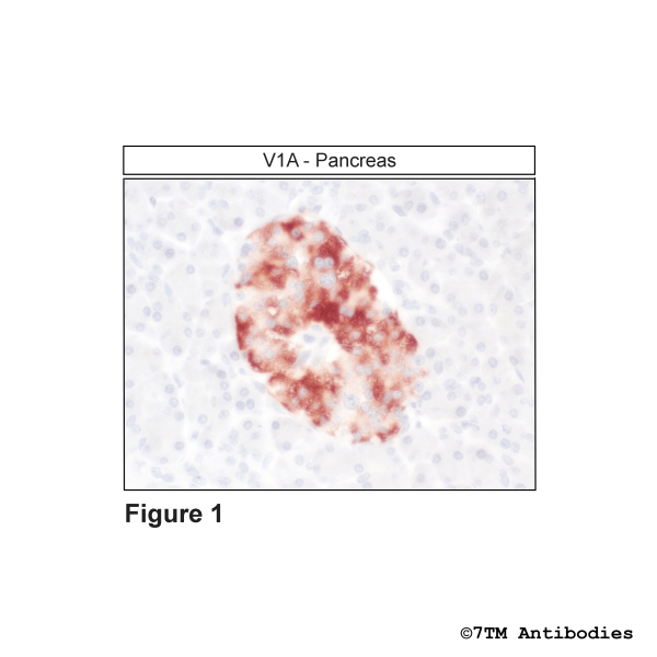 Immunohistochemical identification of Vasopressin Receptor 1A in pancreas