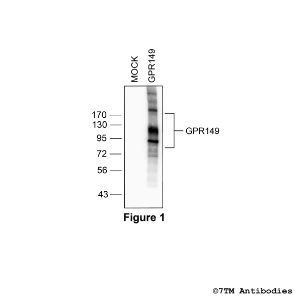 GPR150 (non-phospho), G protein-coupled Receptor 150 Antibody