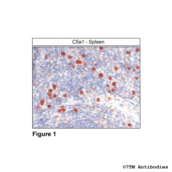 Immunohistochemical identification of Complement C5a Receptor 1 in human spleen.