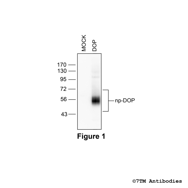 DOP (GP-non-phospho) δ-Opioid Receptor Antibody, Guinea Pig