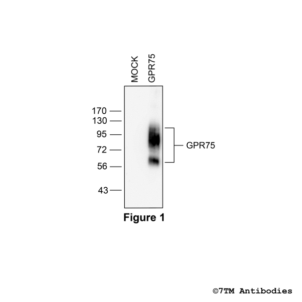 Validation of the GPR75 Receptor in transfected HEK293 cells.