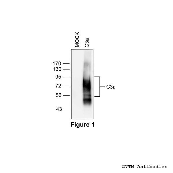 C3a (non-phospho), Complement C3a Receptor Antibody