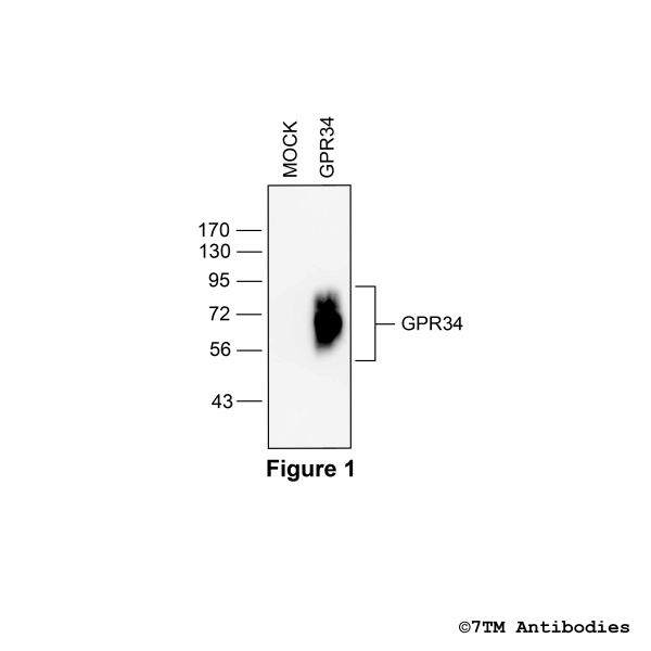 Validation of the GPR34 Receptor in transfected HEK293 cells
