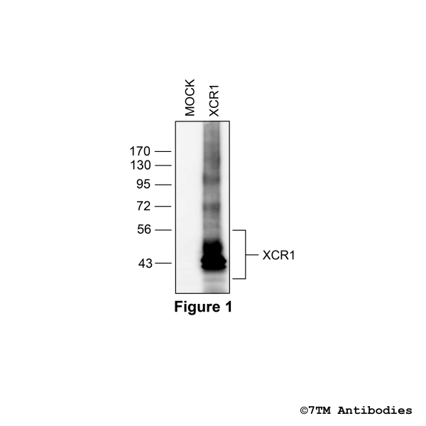 Validation of the XCR Chemokine Receptor 1 in transfected HEK293 cells