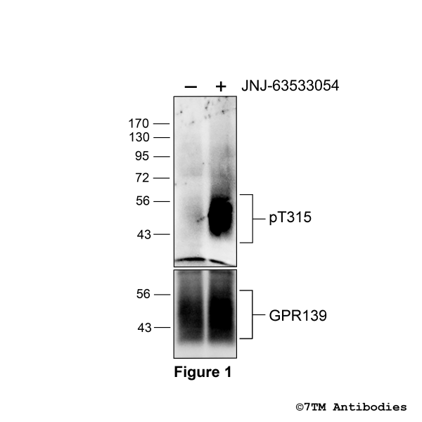 Agonist-induced Threonine315 phosphorylation of the GPR139 Receptor